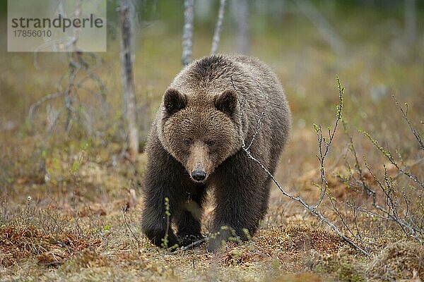 Ausgewachsener Europäischer Braunbär (Ursus arctos) beim Spaziergang in einem borealen Wald  Suomussalmi  Karelien  Finnland  Europa