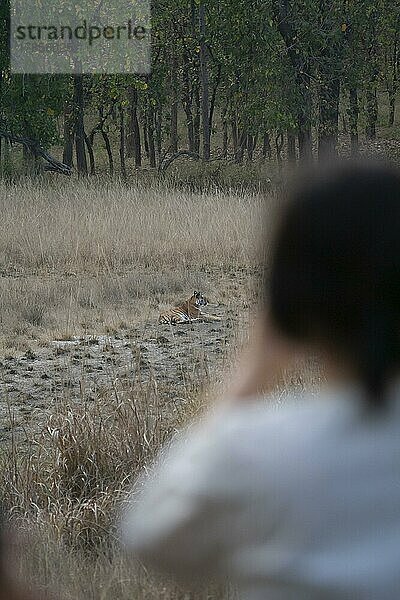 Ausgewachsener Königstiger (Panthera tigris tigris) beim Ausruhen im Grasland  beobachtet von einem Touristen  Bandhavgarh  Madhya Pradesh  Indien  Asien