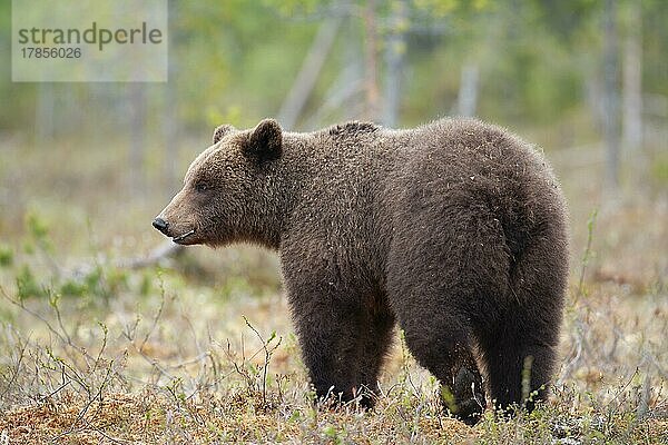 Ausgewachsener europäischer Braunbär (Ursus arctos) in einem borealen Wald  Suomussalmi  Karelien  Finnland  Europa