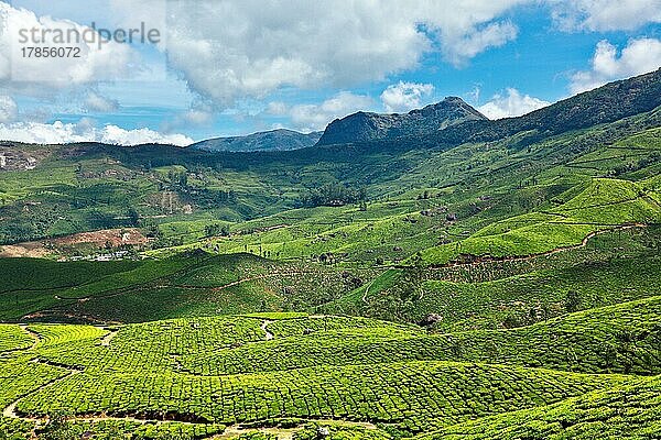 Teeplantagen. Munnar  Kerala  Indien  Asien