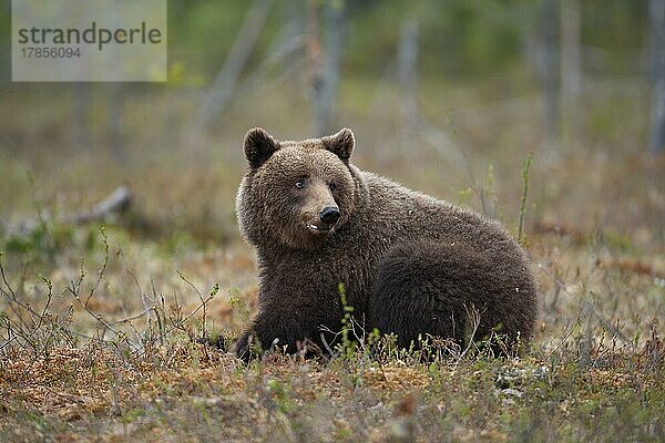Ausgewachsener europäischer Braunbär (Ursus arctos) bei der Rast in einem borealen Wald  Suomussalmi  Karelien  Finnland  Europa