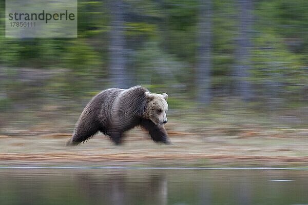 Junges Braunbär (Ursus arctos) läuft an einem See in einem borealen Wald  Suomussalmi  Karelien  Finnland  Europa