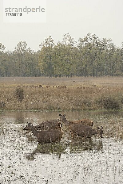 Sambarhirsch (Rusa unicolor)  vier erwachsene Weibchen an einem Wasserloch im Wald  Bandhavgarh  Madhya Pradesh  Indien  Asien