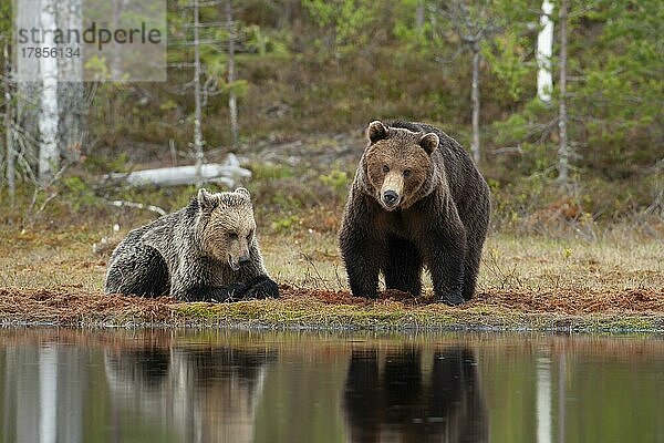 Europäischer Braunbär (Ursus arctos)  ausgewachsenes Männchen und Weibchen an einem See in einem borealen Wald  Suomussalmi  Karelien  Finnland  Europa