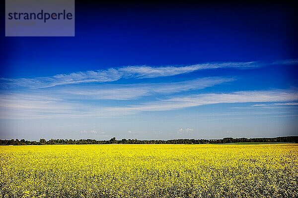 Vintage Retro-Hipster-Stil Reise Bild der Frühling Sommer Hintergrund  gelb Raps (Raps) Feld mit blauem Himmel