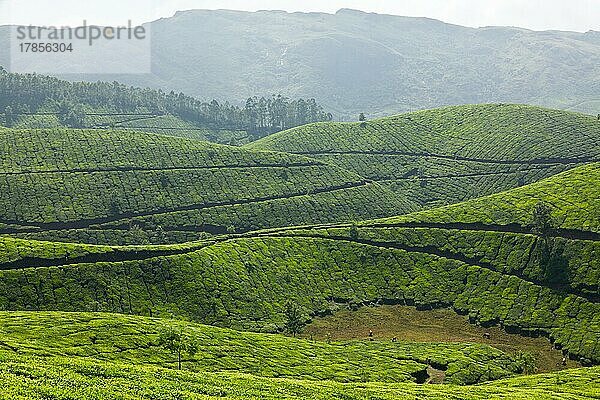 Teeplantagen. Munnar  Kerala  Indien  Asien