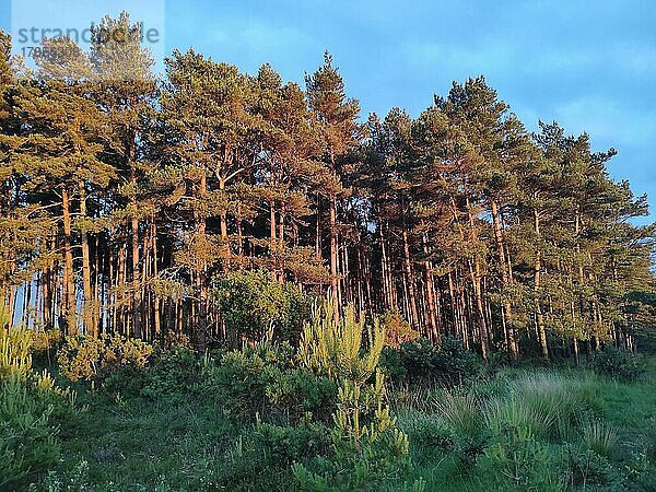 Kiefernwald im Abendlicht  Naturreservat in Dorset  Großbritannien  Europa