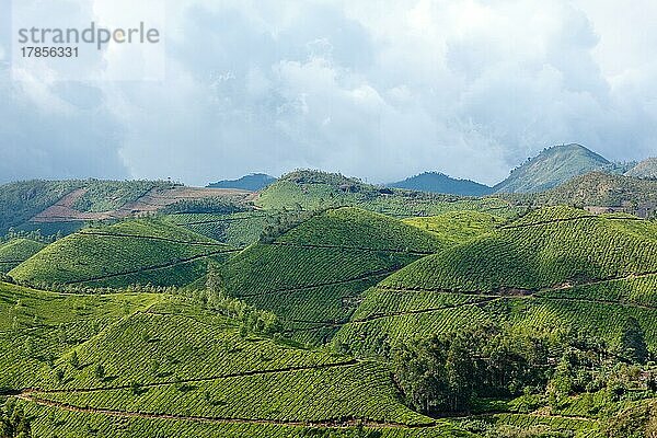 Teeplantagen. Munnar  Kerala  Indien  Asien