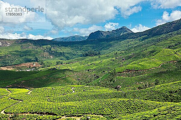 Teeplantagen. Munnar  Kerala  Indien  Asien