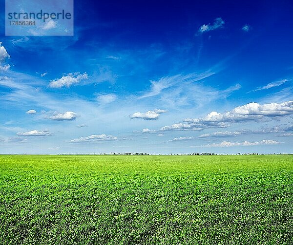 Feld mit frischem grünen Gras unter blauem Himmel