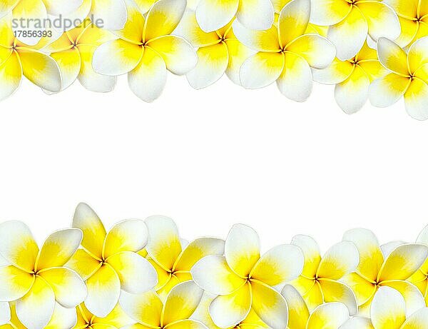 Frangipani-Hintergrund mit Copyspace