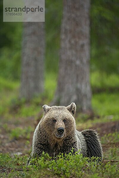 Ausgewachsenes Braunbär (Ursus arctos) sitzend in einem borealen Wald  Suomussalmi  Karelien  Finnland  Europa