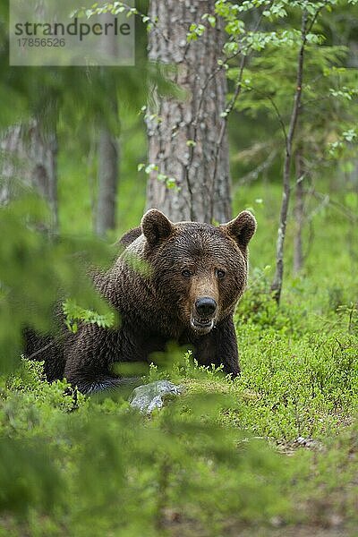 Ausgewachsener männlicher Braunbär (Ursus arctos) bei der Rast in einem borealen Wald  Suomussalmi  Karelien  Finnland  Europa