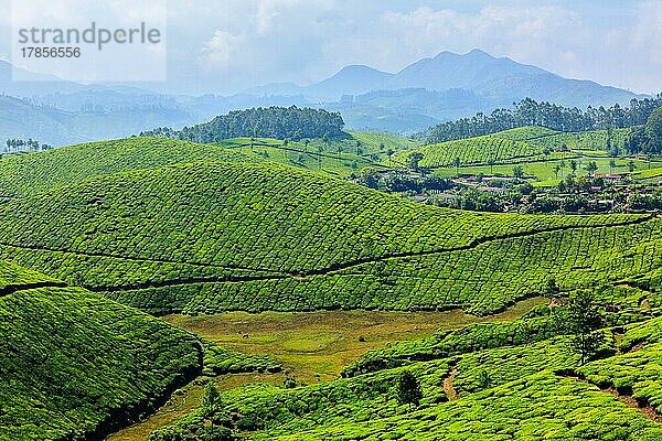Teeplantagen. Munnar  Kerala  Indien  Asien