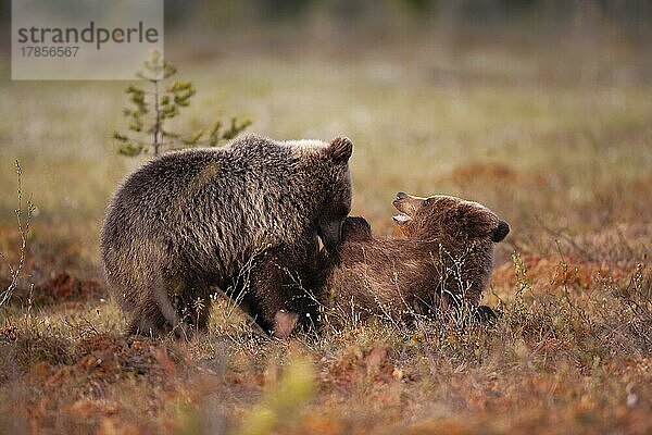 Europäischer Braunbär (Ursus arctos)  zwei Jungtiere spielen in einem borealen Wald  Suomussalmi  Karelien  Finnland  Europa