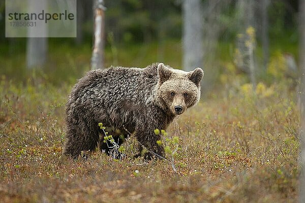Junges Braunbär (Ursus arctos) in einem borealen Wald  Suomussalmi  Karelien  Finnland  Europa