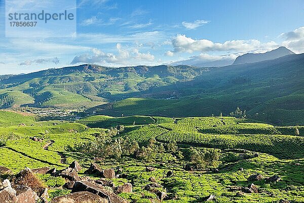 Teeplantagen auf einer Anhöhe. Munnar  Kerala  Indien  Asien