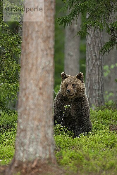 Ausgewachsenes Braunbär (Ursus arctos) sitzend in einem borealen Wald  Suomussalmi  Karelien  Finnland  Europa