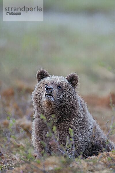 Junges Braunbär (Ursus arctos) in einer borealen Waldlichtung  Suomussalmi  Karelien  Finnland  Europa