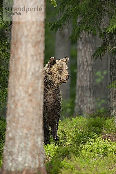 Ausgewachsenes Braunbär (Ursus arctos) in einem borealen Wald  Suomussalmi  Karelien  Finnland  Europa