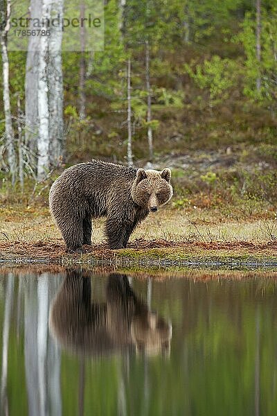 Ausgewachsenes Braunbär (Ursus arctos)  stehend an einem See in einem borealen Wald  Suomussalmi  Karelien  Finnland  Europa
