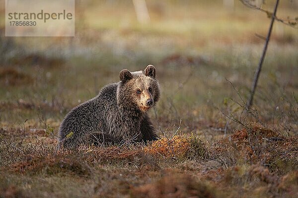 Junges Braunbär (Ursus arctos) in einer borealen Waldlichtung  Suomussalmi  Karelien  Finnland  Europa