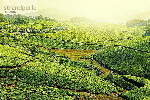 Teeplantagen im Morgennebel. Munnar  Kerala  Indien  Asien