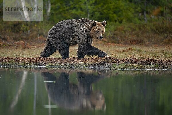 Ausgewachsenes Braunbär (Ursus arctos) beim Spaziergang an einem See in einem borealen Wald  Suomussalmi  Karelien  Finnland  Europa