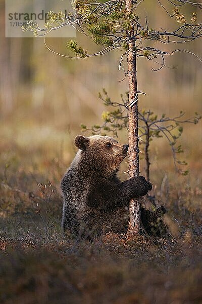 Junges Braunbär (Ursus arctos) beim Umarmen eines Baumes in einem borealen Wald  Suomussalmi  Karelien  Finnland  Europa