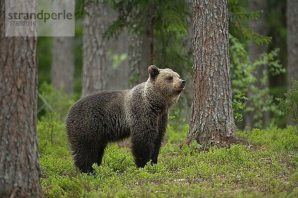 Ausgewachsener Braunbär (Ursus arctos)  stehend in einem borealen Wald  Suomussalmi  Karelien  Finnland  Europa