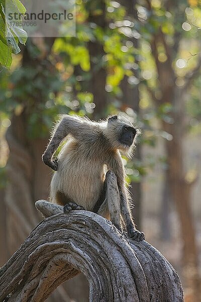 Grauer Bengalischer Hanuman-Langur (Semnopithecus entellus)  erwachsener Affe  der sich den Rücken kratzt  Bandhavgarh  Madhya Pradesh  Indien  Asien