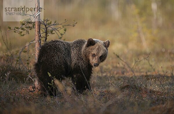 Junges Braunbär (Ursus arctos) in einem borealen Wald  Suomussalmi  Karelien  Finnland  Europa
