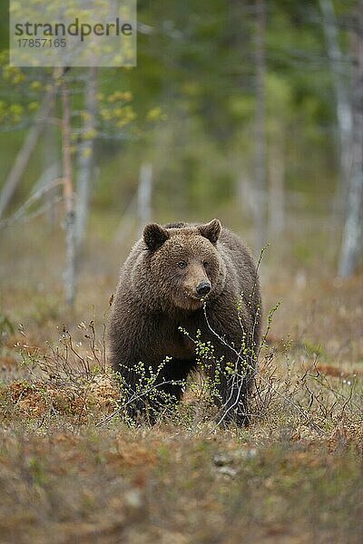 Ausgewachsener europäischer Braunbär (Ursus arctos) in einem borealen Wald  Suomussalmi  Karelien  Finnland  Europa