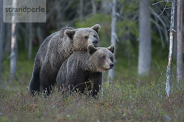 Europäischer Braunbär (Ursus arctos) - Männchen und Weibchen bei der Paarung in einem borealen Wald  Suomussalmi  Karelien  Finnland  Europa