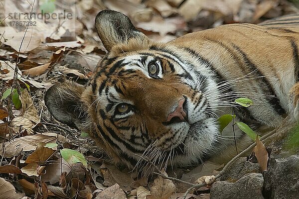 Ausgewachsener Königstiger (Panthera tigris tigris) beim Ausruhen in einem Wald  Bandhavgarh  Madhya Pradesh  Indien  Asien