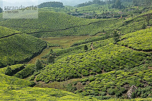 Teeplantagen. Munnar  Kerala  Indien  Asien