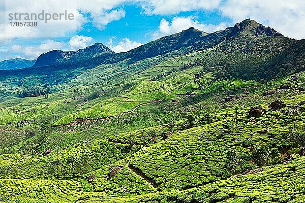 Teeplantagen. Munnar  Kerala  Indien  Asien