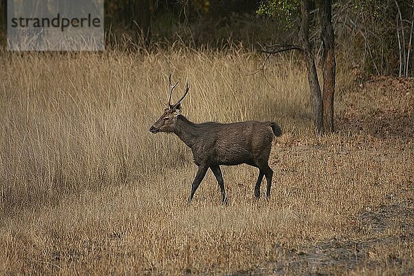 Sambarhirsch (Rusa unicolor)  erwachsener männlicher Bock  stehend in einem Wald  Bandhavgarh  Madhya Pradesh  Indien  Asien