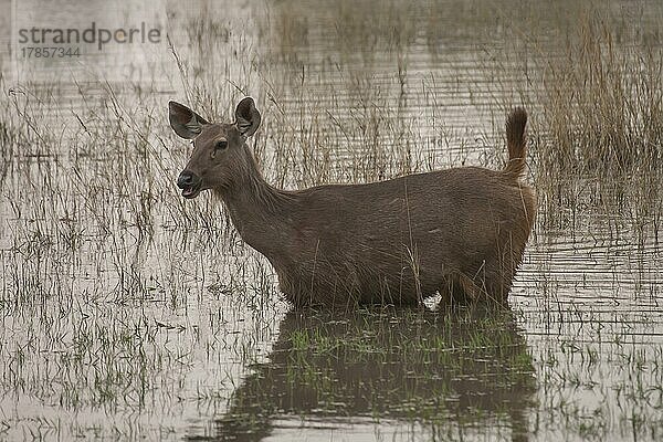 Sambarhirsch (Rusa unicolor)  erwachsenes Weibchen im Wasser stehend  Bandhavgarh  Madhya Pradesh  Indien  Asien