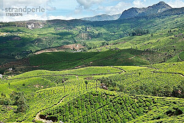 Teeplantagen. Munnar  Kerala  Indien  Asien