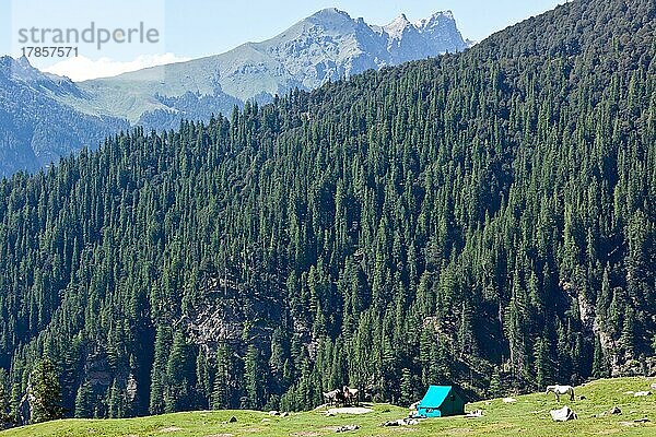 Camp im Himalaya-Gebirge. Kullu-Tal  Himachal Pradesh  Indien  Asien