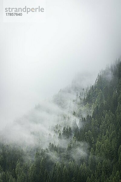 Berghang mit Nebel und Nadelwald in den Alpen  Tauernalm  Österreich  Europa