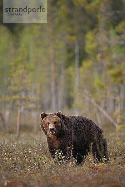 Ausgewachsener männlicher Braunbär (Ursus arctos) in einem borealen Wald  Suomussalmi  Karelien  Finnland  Europa