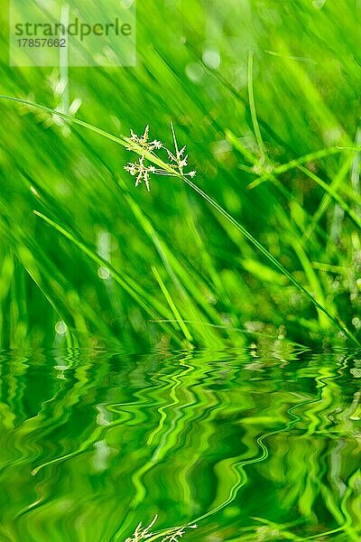 Grünes Gras mit Reflexion