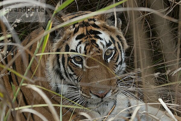 Königstiger (Panthera tigris tigris)  erwachsen  schaut durch Gras  Bandhavgarh  Madhya Pradesh  Indien  Asien