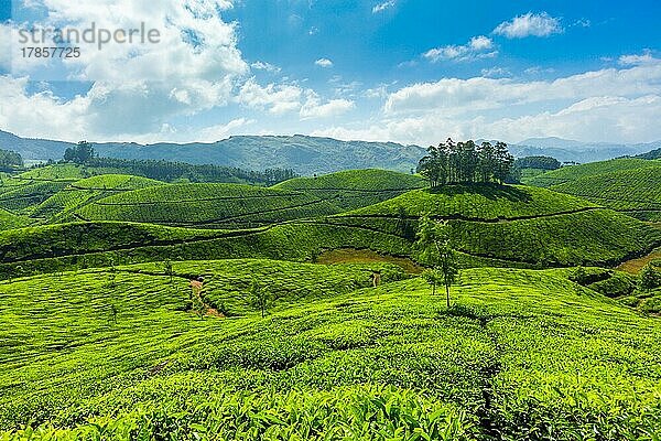 Teeplantagen. Munnar  Kerala  Indien  Asien