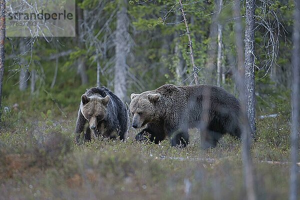 Ausgewachsenes männliches und weibliches Tier des Europäischen Braunbär (Ursus arctos) in einem borealen Wald  Suomussalmi  Karelien  Finnland  Europa