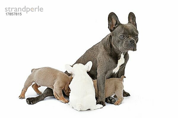 Französische Bulldogge  die ihre Welpen säugt  auf weißem Hintergrund