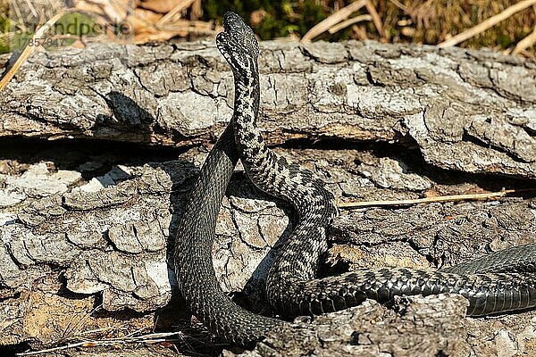Kreuzotter zwei Schlangen bei Kommentkampf vor Baumstamm nebeneinander hochstehend links sehend
