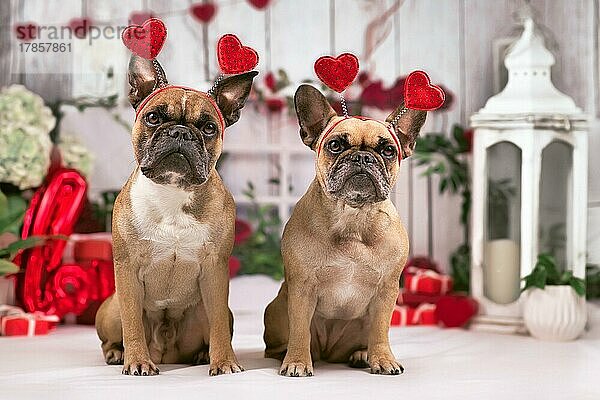 Französische Bulldogge Hunde mit Valentinstag Stirnbänder mit Herzen sitzen vor der saisonalen Dekoration mit Girlanden und Geschenk-Boxen